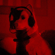 The Goodest Boi trophy